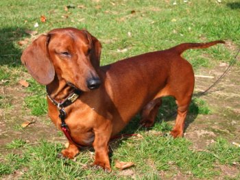 dachshund photo