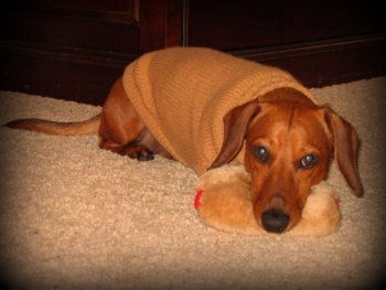 dachshund wearing a sweater 