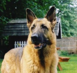 german shepherd closeup