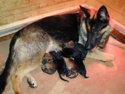 german shepherd with puppies